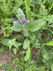 Salvia viridis