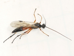Aleiodes terminalis