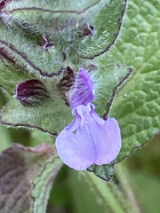 Salvia viridis