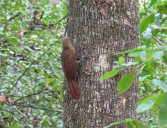 Dendrocincla fuliginosa