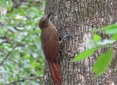 Dendrocincla fuliginosa