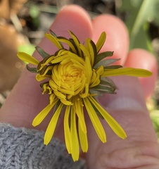 Taraxacum pseudohamatum