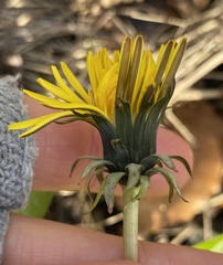 Taraxacum pseudohamatum