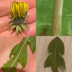 Taraxacum pseudohamatum