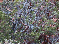 Junco hyemalis caniceps