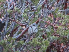 Junco hyemalis caniceps