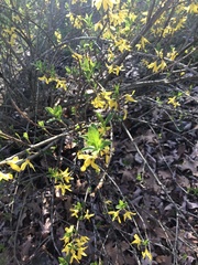 Dirca palustris