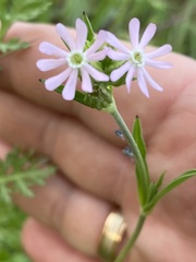 Silene colorata
