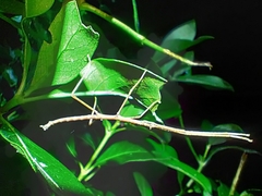 Argosarchus horridus