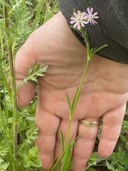 Silene colorata