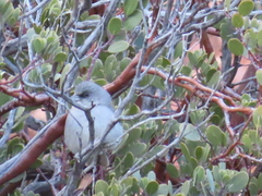 Junco hyemalis caniceps