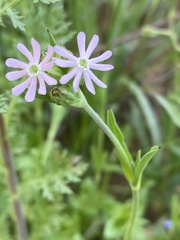 Silene colorata