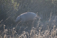 Chaetophractus villosus