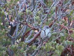 Junco hyemalis caniceps
