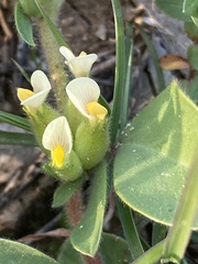 Tripodion tetraphyllum