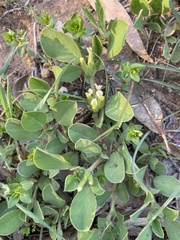 Tripodion tetraphyllum