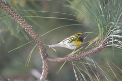 Setophaga townsendi