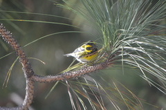 Setophaga townsendi
