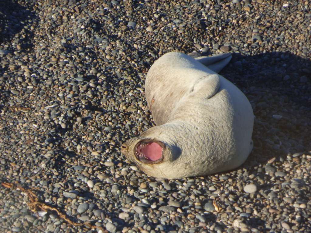 Pale elephant seal pup yawning on a pebble beach at Peninsula Valdes, Argentina