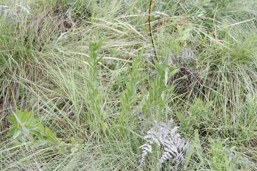 Sticky Brooms and Brushes (Acalypha punctata)