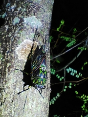 Amphipsalta zelandica