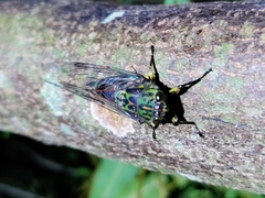 Amphipsalta zelandica