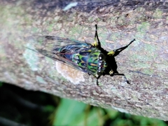 Amphipsalta zelandica