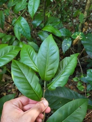 Coccoloba pyrifolia