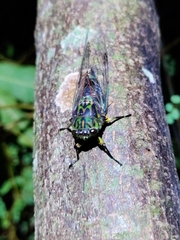 Amphipsalta zelandica