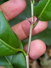 Coccoloba pyrifolia