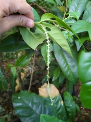 Coccoloba pyrifolia