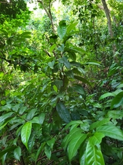 Coccoloba pyrifolia