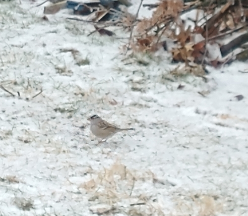 White-crowned Sparrow photographed in Pennsylvania