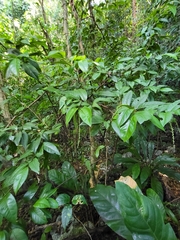 Coccoloba pyrifolia