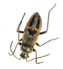 Rhyparochromus