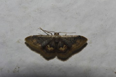 Idaea scintillularia