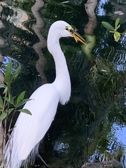 Ardea alba