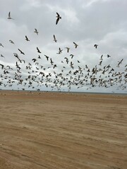 Leucophaeus modestus