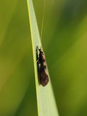 Mystacides longicornis