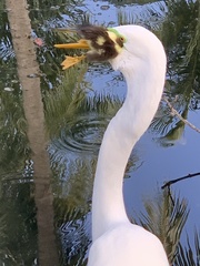 Ardea alba