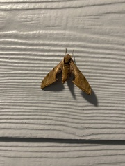 Protambulyx strigilis