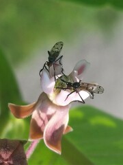 Empis clausa