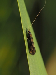 Mystacides longicornis