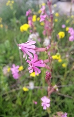 Silene colorata