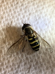Syrphus torvus