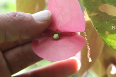 Passiflora membranacea