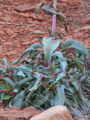 Penstemon