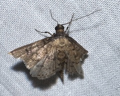 Nacoleia charesalis