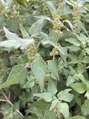Parietaria floridana