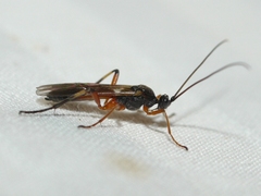 Aleiodes terminalis